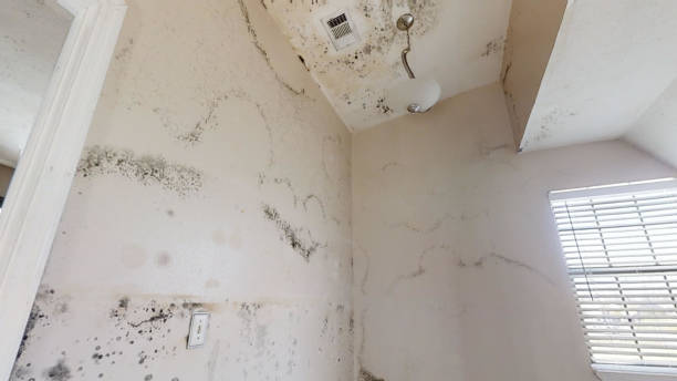 Best Commercial Mold Inspection  in Hazel Dell, WA