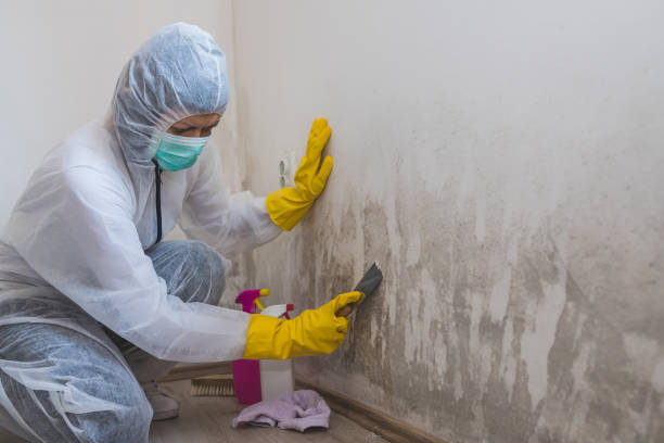 Best Basement Mold Removal  in Hazel Dell, WA