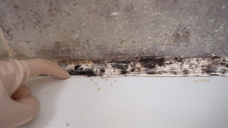 Best Black Mold Removal  in Hazel Dell, WA