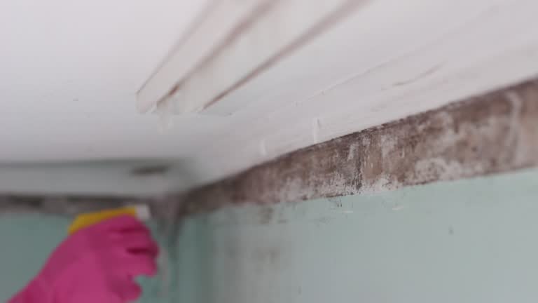 Best Asbestos and Lead Testing During Mold Inspection  in Hazel Dell, WA